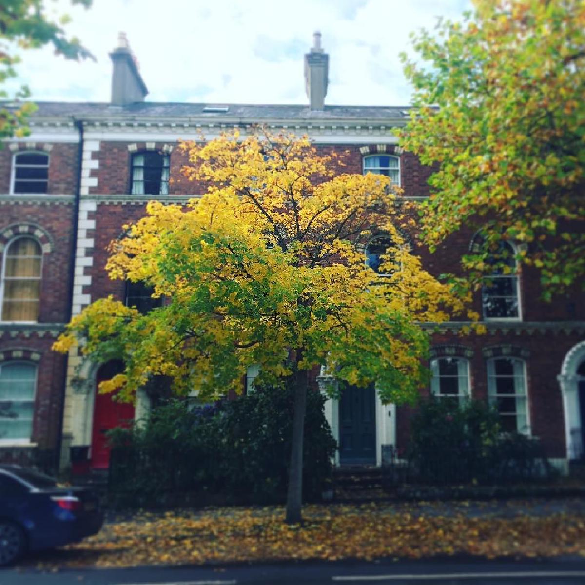 Autumn leaves on Rugby Road trees