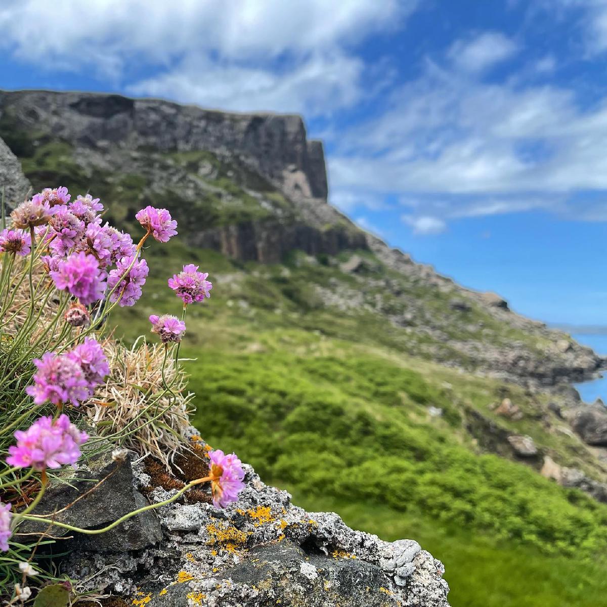 Flowers growing at the foot of Fairhead