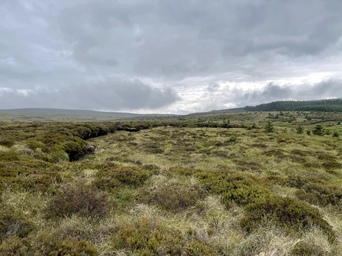 The old bank of earth where we used to cut turf
