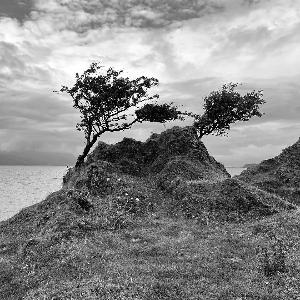 Gnarled, windswept trees on the shores of Lismore